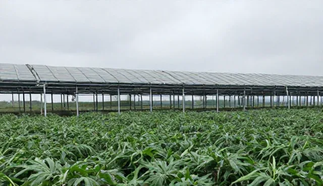 食品保鲜选型建议：自主开发与采购适配方案的对比